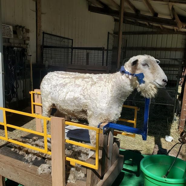 BEETRO 500W Electric Professional Sheep Shears, Animal Grooming Clippers for Sheep Alpacas Goats and More, 6 Speeds Heavy Duty Farm Livestock Haircut customer photo 1