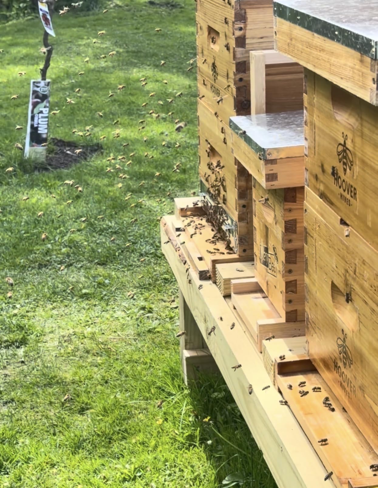 MayBee 5-Frame Nuc Beehive Box for Beekeeping Complete Bee Hive Nuc Box Kit Dipped in 100% Beeswax Includes 5 Wooden Frames & Heavy Wax Coated Foundations customer photo 1