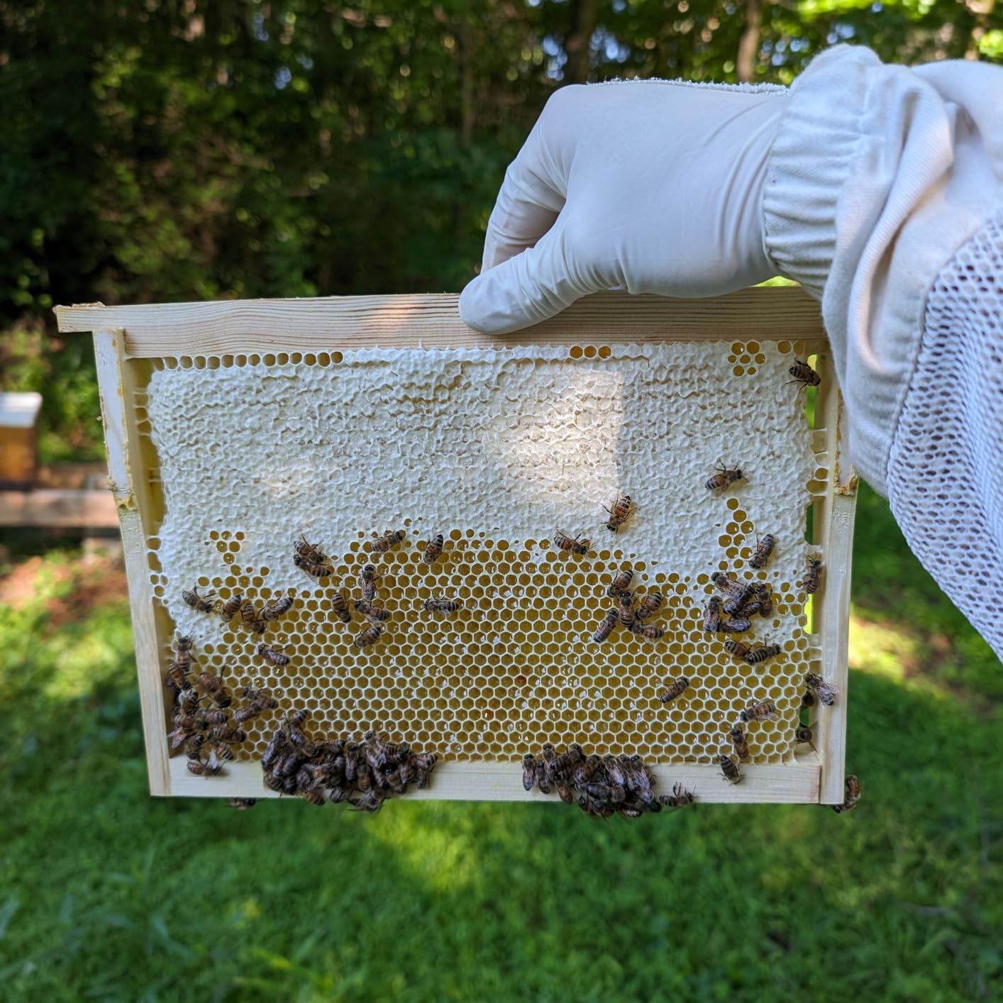 Varybeaty Natural Beeswax Foundation Sheets for Beehives - 30 Pack Pure Honeycomb Wax Frames for Bee Keeping, Candle Making & Crafts - 16.34