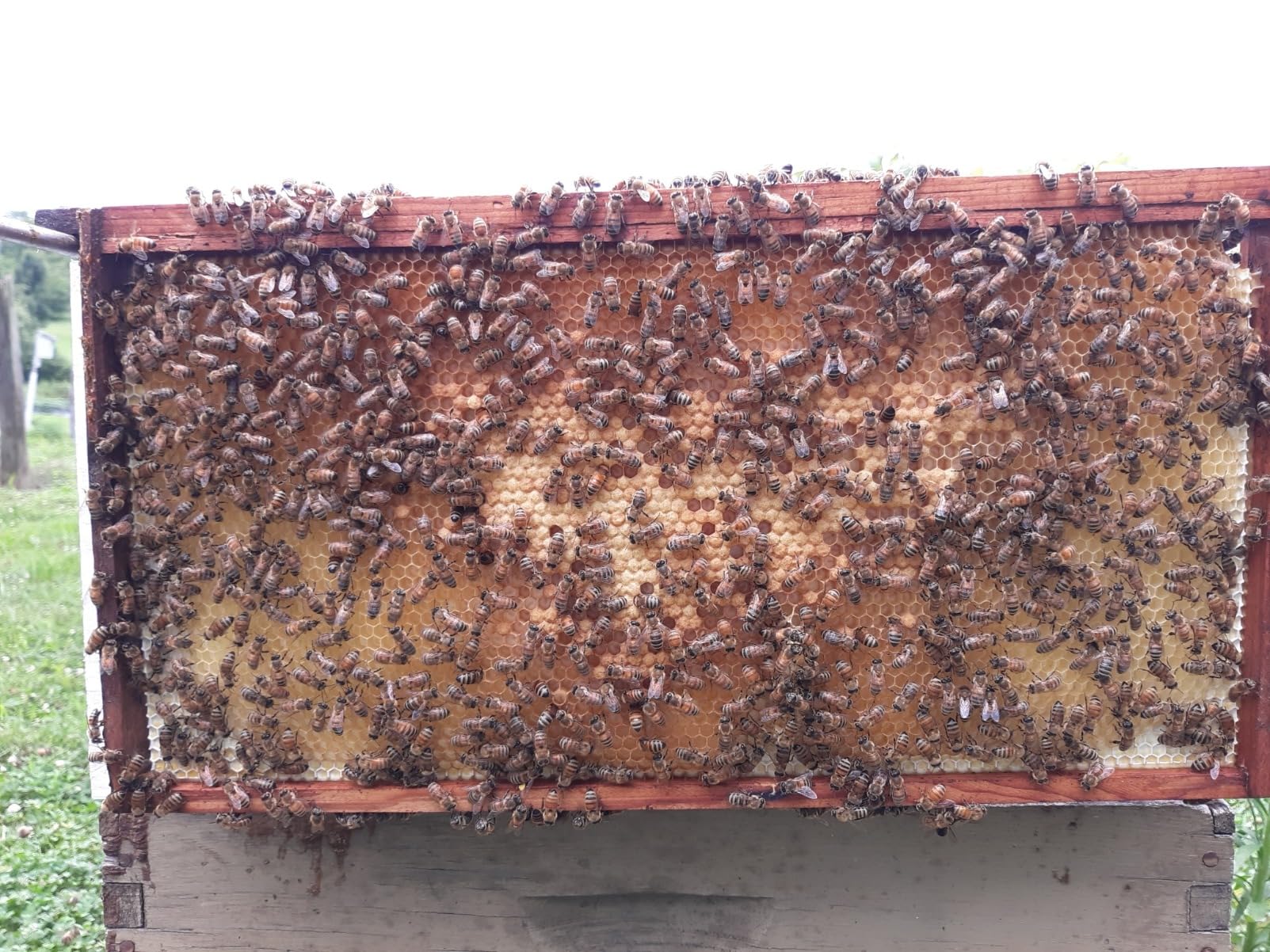 Beehive Waxed Coated Foundation Sheet Beehive Foundation Sheets Deep Bee Foundation Waxed Foundation Sheet Bee Hive Foundation Sheets for Deep Bee Frame 10 Pcs customer photo 2