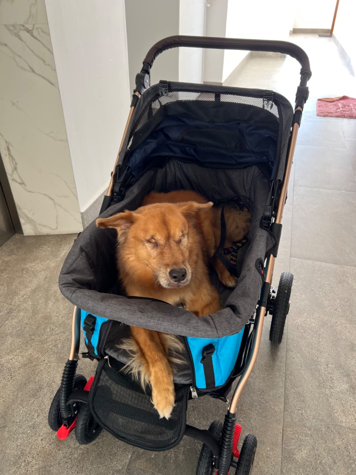 Titan-HD Premium Super-Sized Dog/Cat/Pet Stroller SUV Travel Carriage/w Access Ramp/100Lbs Capacity/Pumpless Rubber Wheels/Aluminum Frame for Small, Med, Large, XL Pets (Blue) customer photo 1