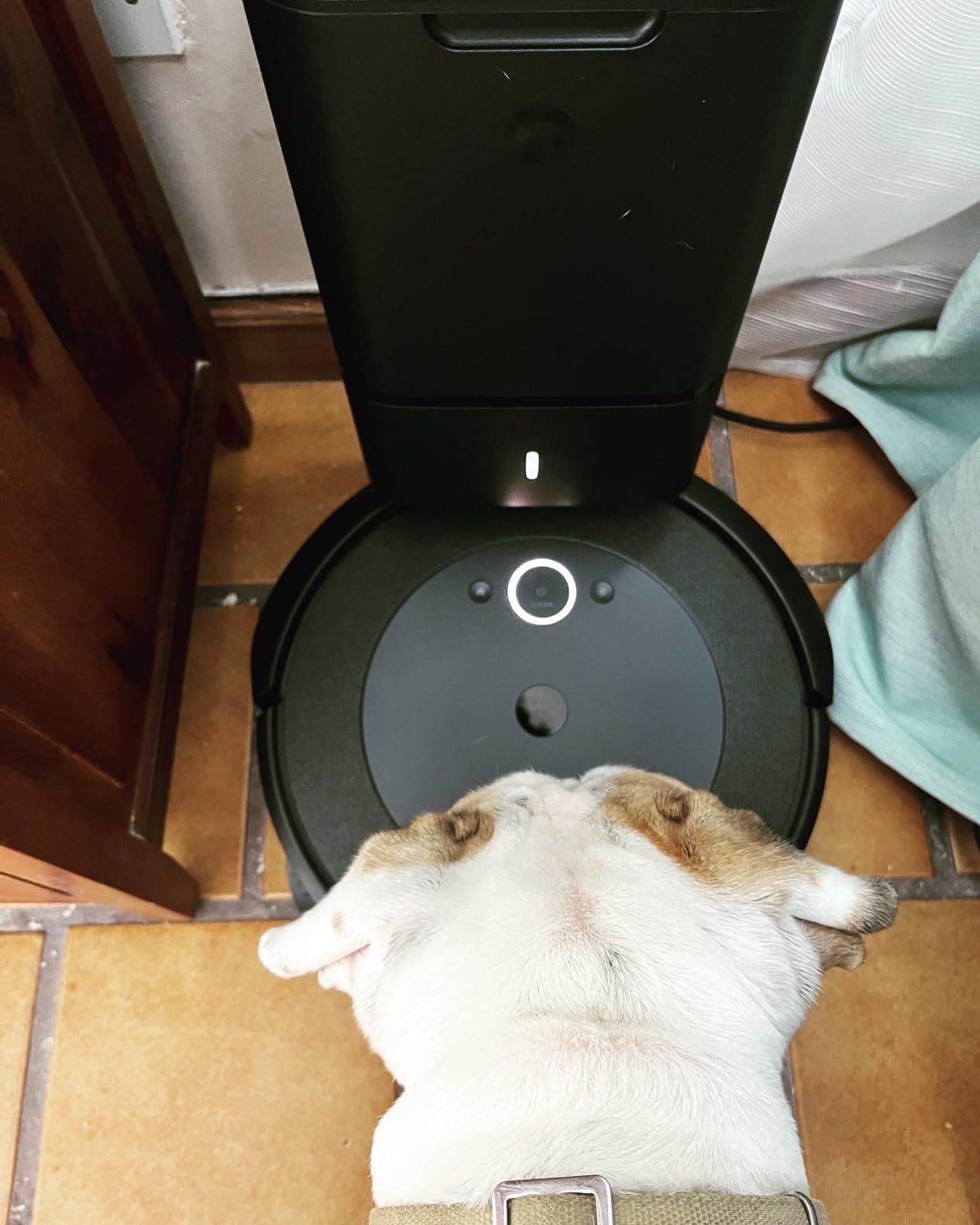 iRobot Roomba i4+ EVO Self Emptying Robot Vacuum - Empties Itself for up to 60 Days, Clean by Room with Smart Mapping, Compatible with Alexa, Ideal for Pet Hair, Carpets customer photo 2