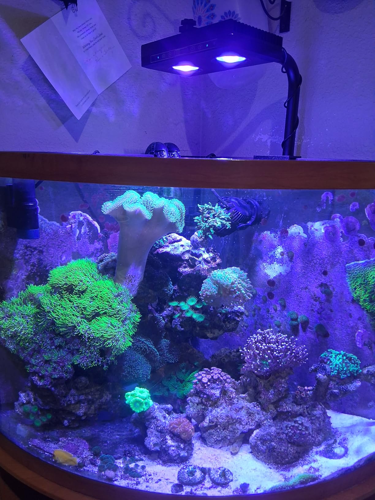Aquarium Light - 95 Watt Sunrise Sunset Moonlight, Group Control Program Coral Reef Light Dimmable Full Spectrum for Marine Tanks, Saltwater Tank Light with Timer (Brackets) customer photo 1