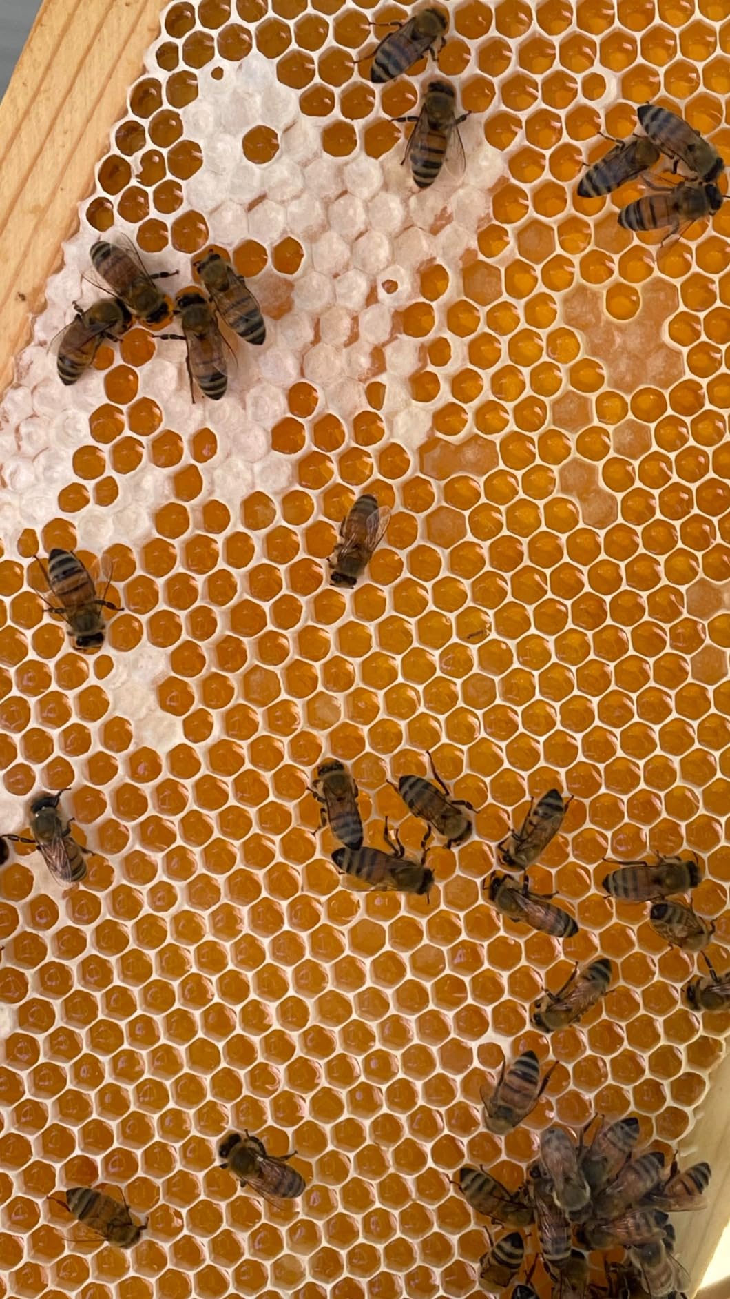 Medium Super Beehive Frames with Wax Foundations, 10 Pack Honey Bee Frames with 100% Beeswax Coated Food Grade Foundation Sheets, 6-1/4-Inch (Yellow) customer photo 2