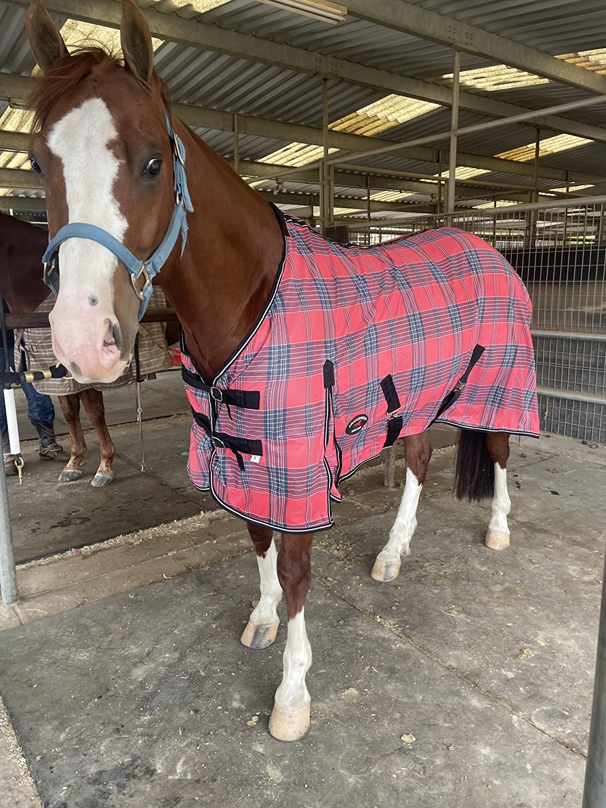 Challenger Horse Mesh Summer Fly Sheet Spring Airflow Turquoise 7301 customer photo 1