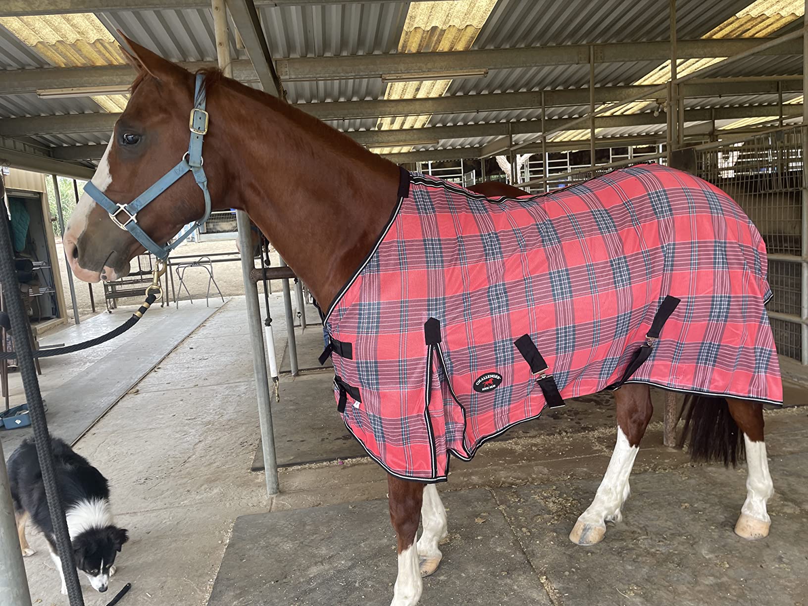 Challenger Horse Mesh Summer Fly Sheet Spring Airflow Turquoise 7301 customer photo 2