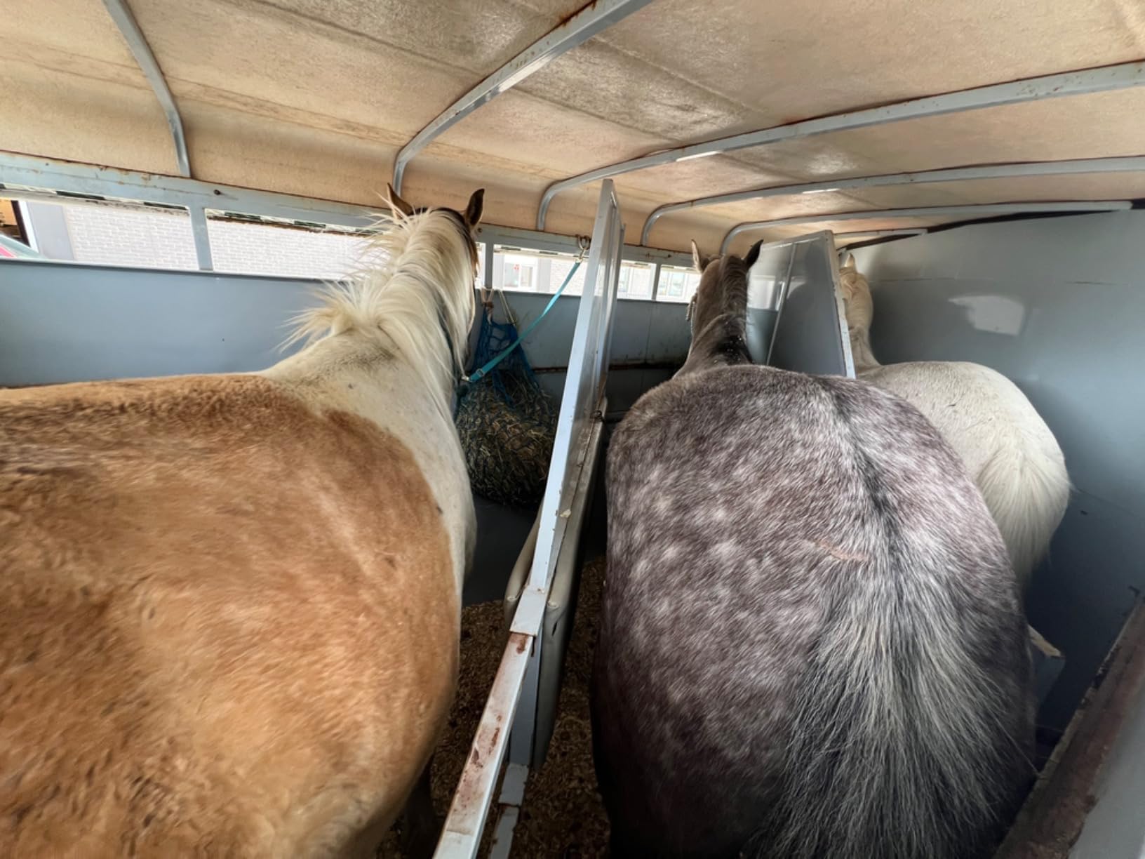Adjustable Trailer Tie (2 Pack) - Horse Trailer Nylon Strap Tie, Adjusted from 25 to 37