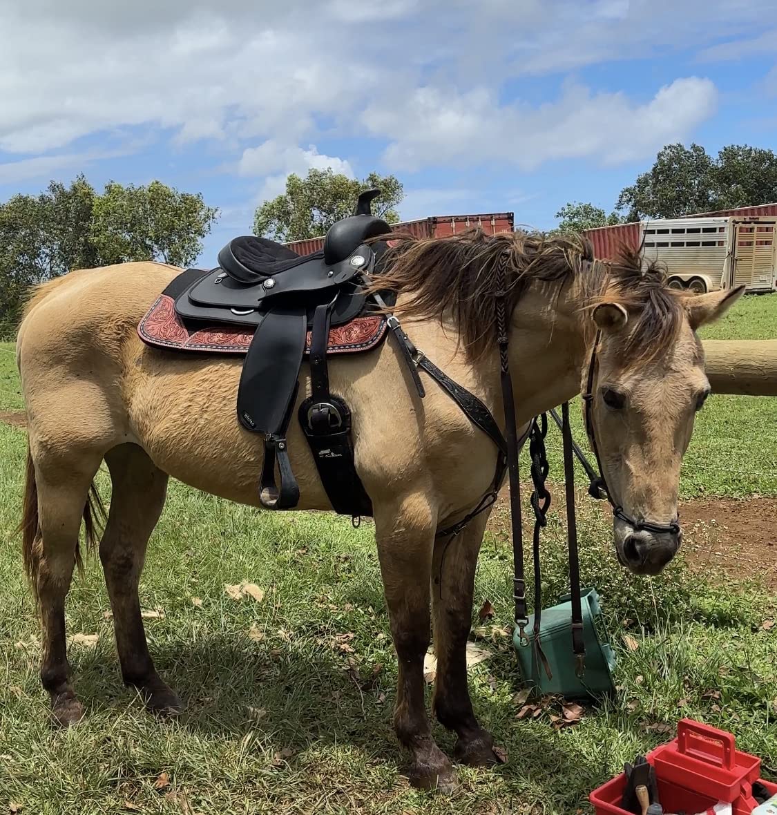 Tough 1 Ranahan Felt Saddle Pad customer photo 2