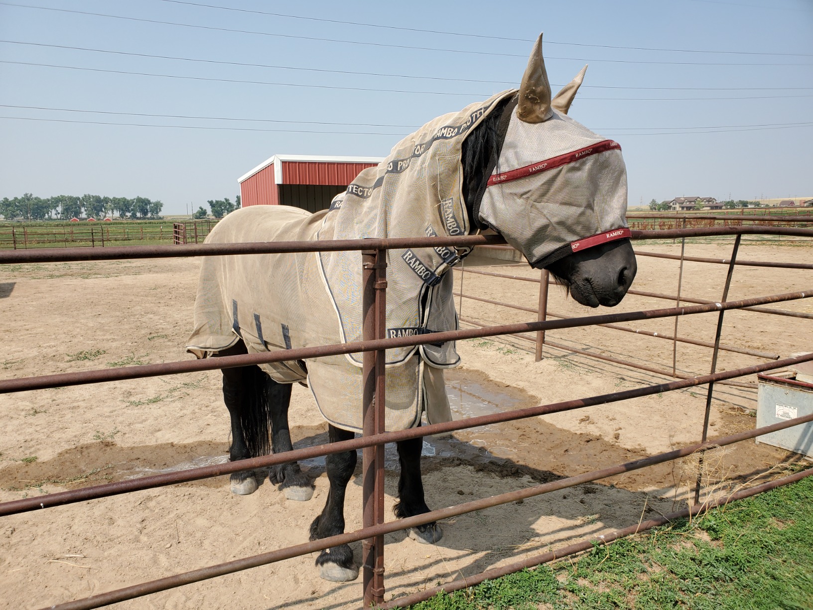 Horseware Rambo Protector Fly Sheet customer photo 1