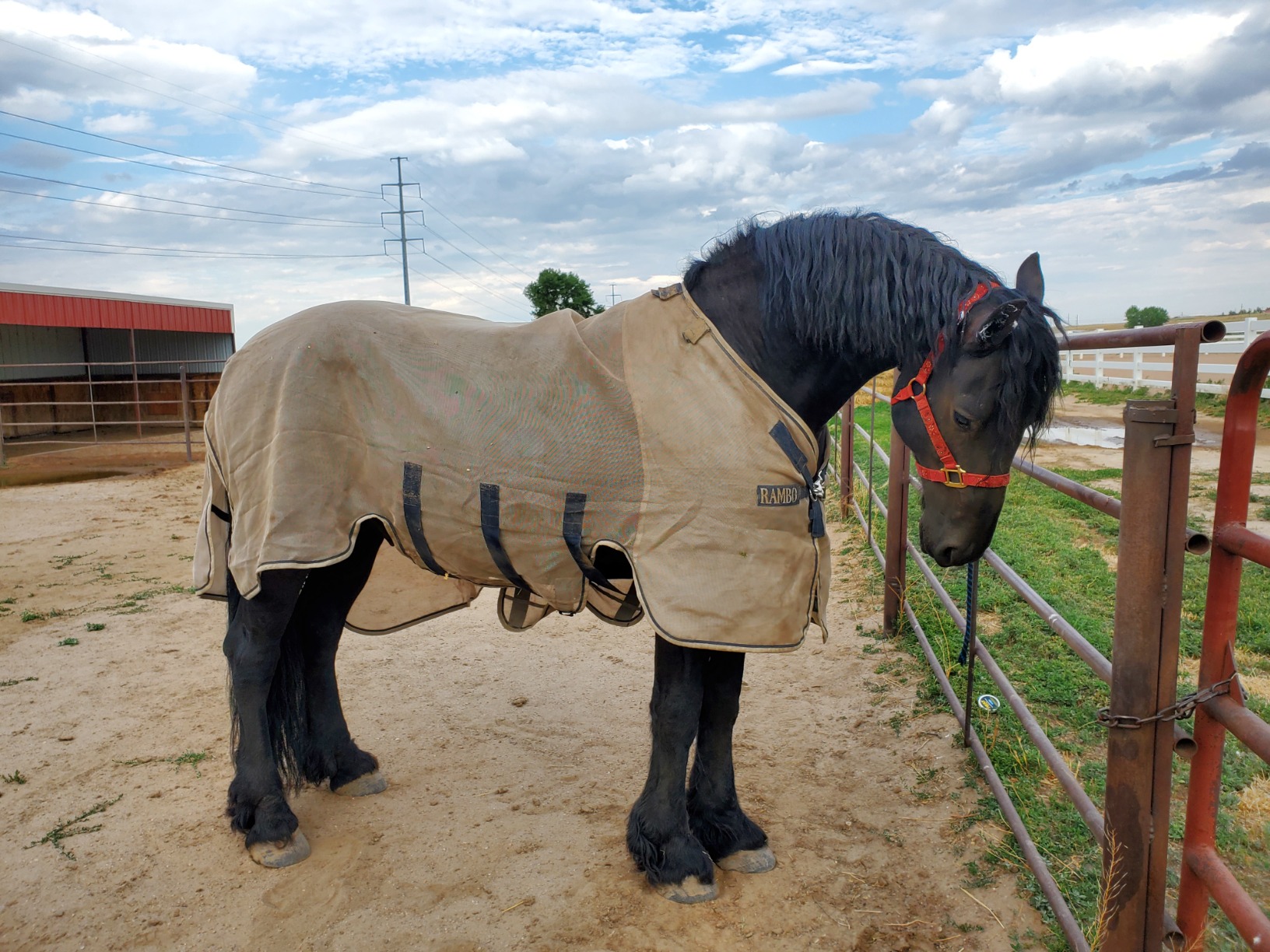 Horseware Rambo Protector Fly Sheet customer photo 2