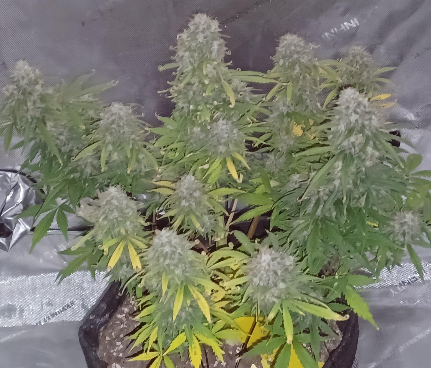 AC Infinity AI Grow System 2x4, 2-Plant Kit w/Self-Learning AI Controller, Dynamic Airflow & LM301H LED Lighting Control, 2000D Mylar Tent w/Lab-Tested Reflectivity, Largest Zippered Window customer photo 1