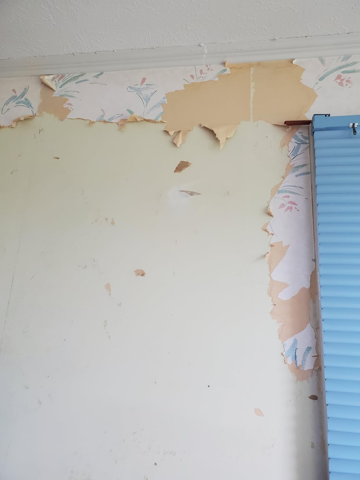 Wagner Spraytech 2439019 725 Wallpaper Steamer, Steam Cleaner for Easy Wallpaper Removal, 2 Steam Plates Included customer photo 1
