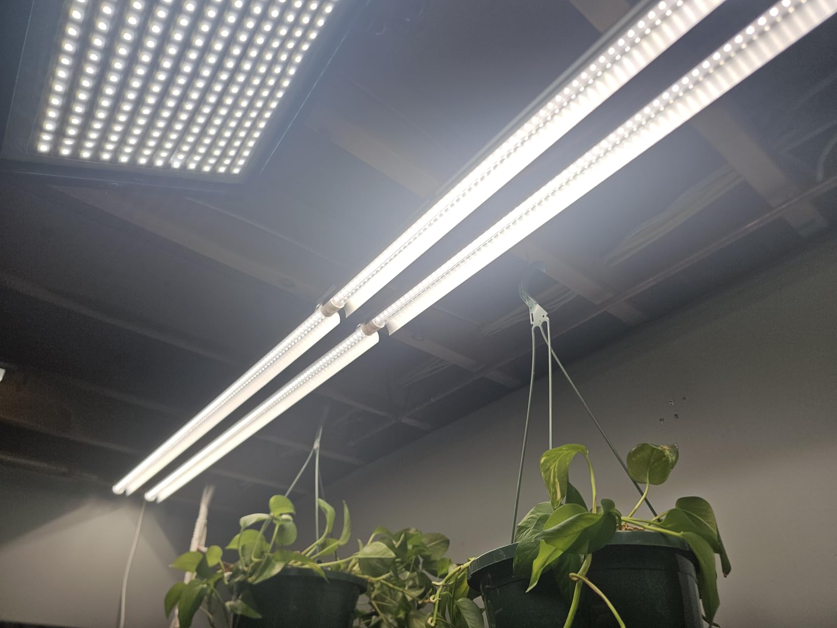 Barrina Plant Grow Lights, 4FT 5000K Full Spectrum Daylight White, 252W(6 x 42W, 1400W Equivalent), T8 LED Grow Light Strips, Growing Lamp Fixture, Plant Lights for Indoor Plants, Greenhouse, 6-Pack customer photo 1