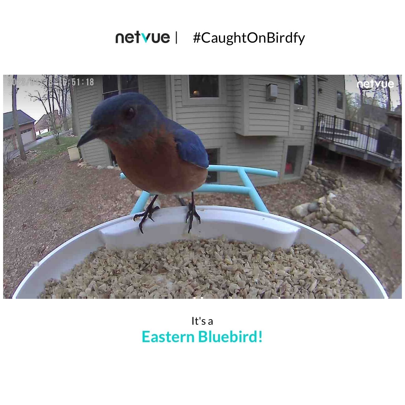 NETVUE by Birdfy Smart Bird Feeder with 2K HD AI Camera Solar Powered, Wireless Wildbird Watching, Live Stream&Color Night Vision, Auto-Capture & Notify, Free Cloud Storage(AI by Subscription) customer photo 2