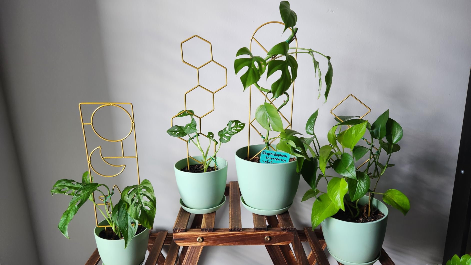 Wellsign Indoor Plant Trellis for Climbing Plants, 16inch Small Garden Metal Trellis for Potted Plants Outdoor with Different Patterns for Vine Ivy Flower Plant Support 4 Pack customer photo 2