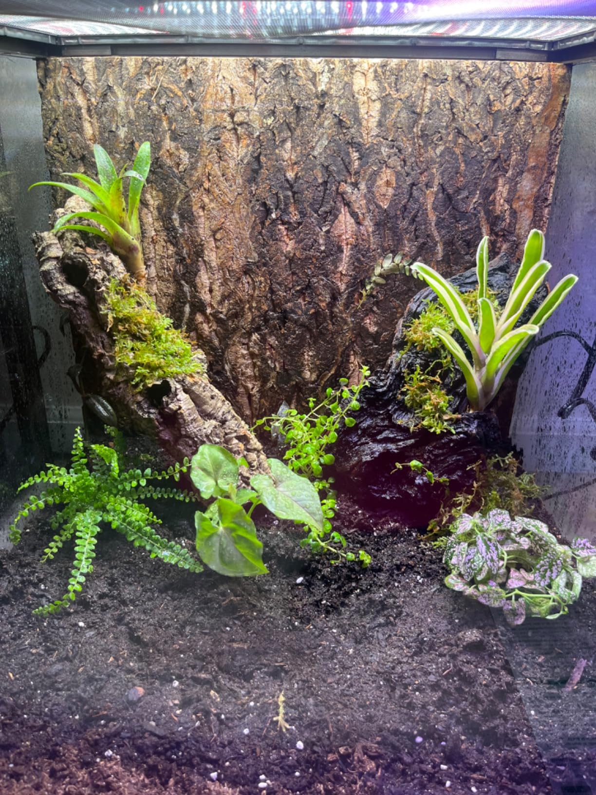 Josh's Frogs Dart Frog Vivarium Bioactive Plant Kits (29 Gallon) customer photo 1