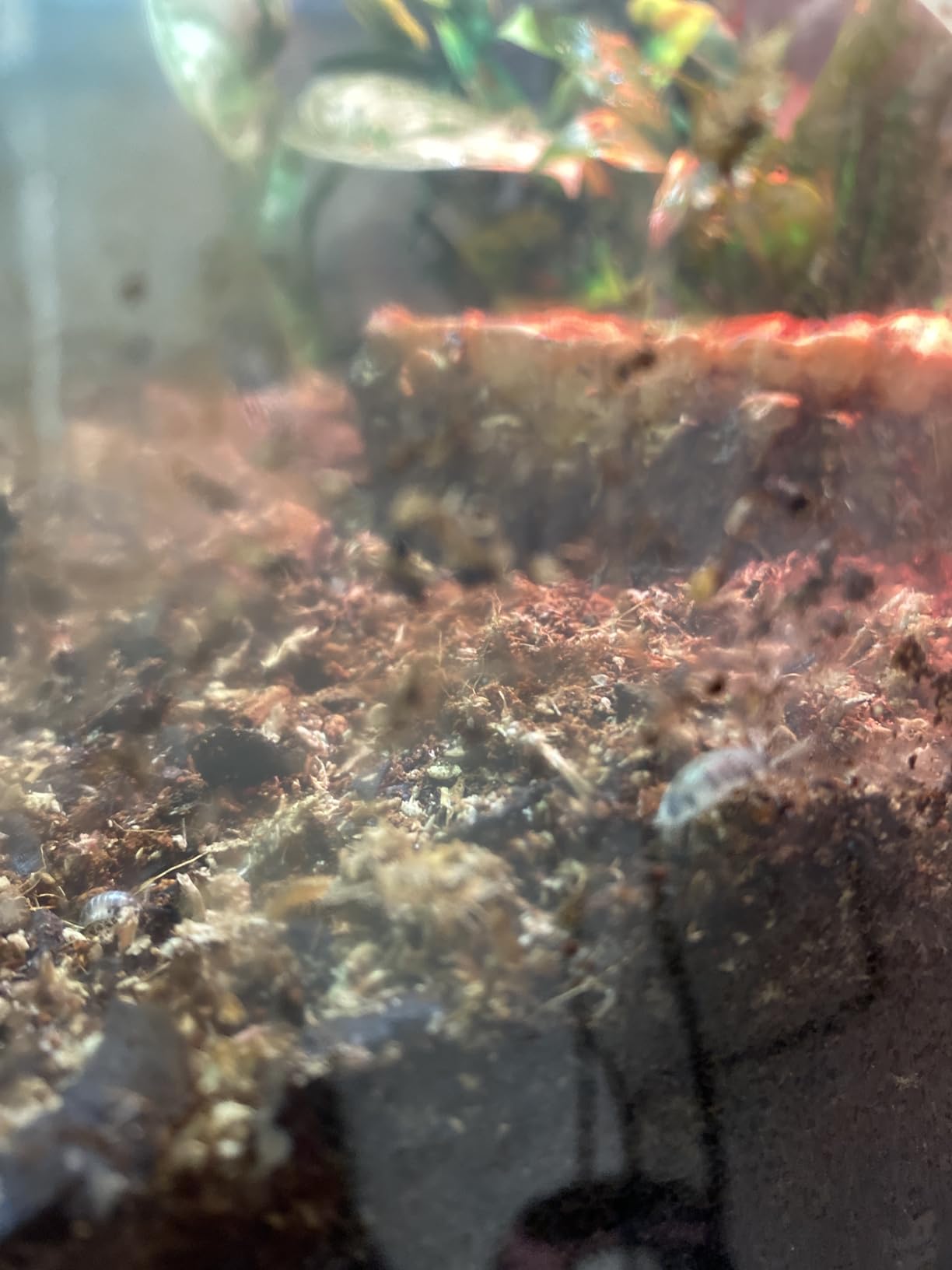 Josh's Frogs White's Tree Frog Vivarium Bioactive Plant Kit (18x18x18 Terrarium) customer photo 1