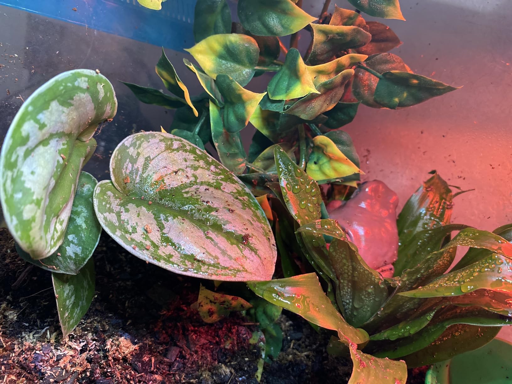 Josh's Frogs White's Tree Frog Vivarium Bioactive Plant Kit (18x18x18 Terrarium) customer photo 2