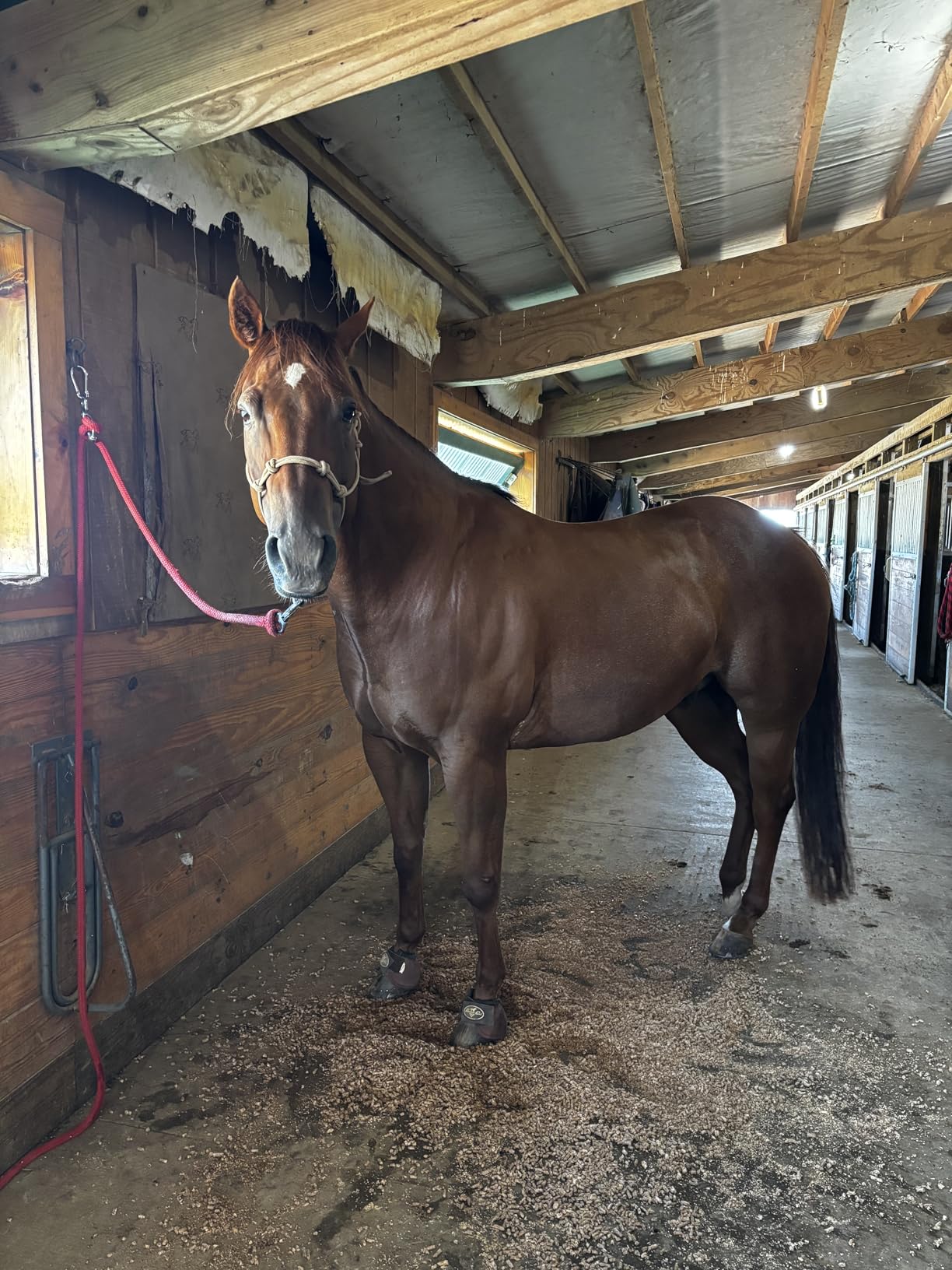 Martx Blocker Tie Ring for Horses, Horse Tack and Supplies, Horse Tie Ring Prevents Horses from Pulling Back, Sturdy Stainless Steel customer photo 1