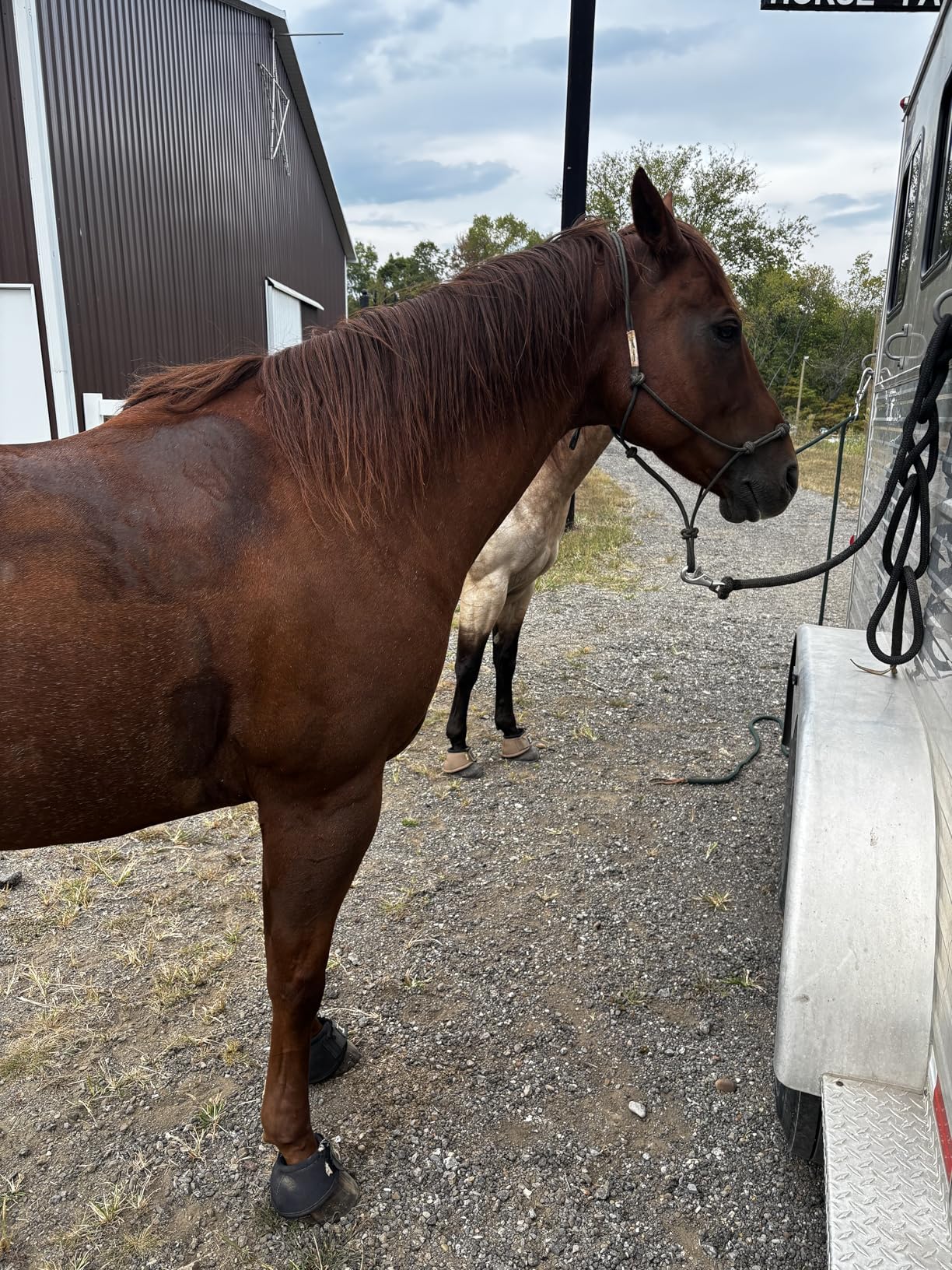 Martx Blocker Tie Ring for Horses, Horse Tack and Supplies, Horse Tie Ring Prevents Horses from Pulling Back, Sturdy Stainless Steel customer photo 2