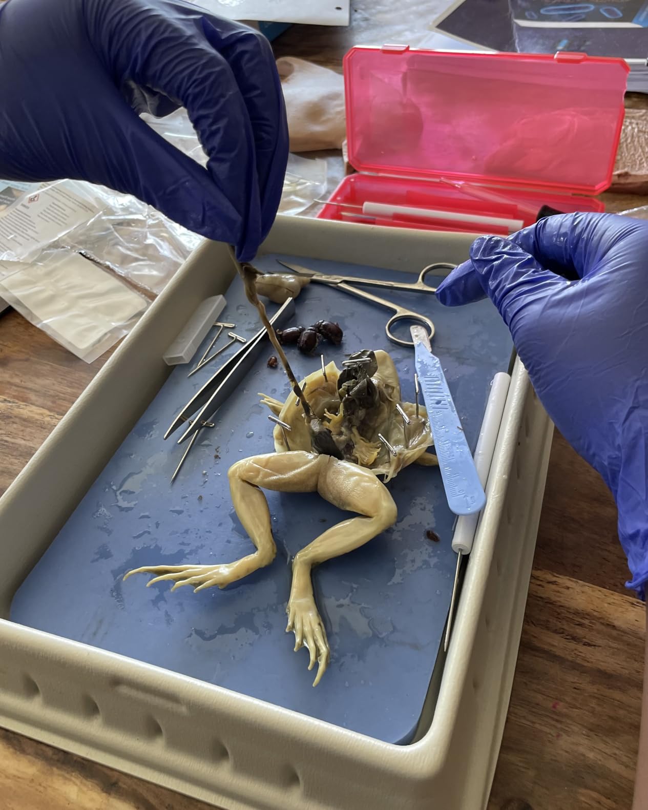 Anatomy Lab Frog Dissection Kit with Scalpel Dissection Guide and Dissection Specimen for Biology College Anatomy customer photo 1