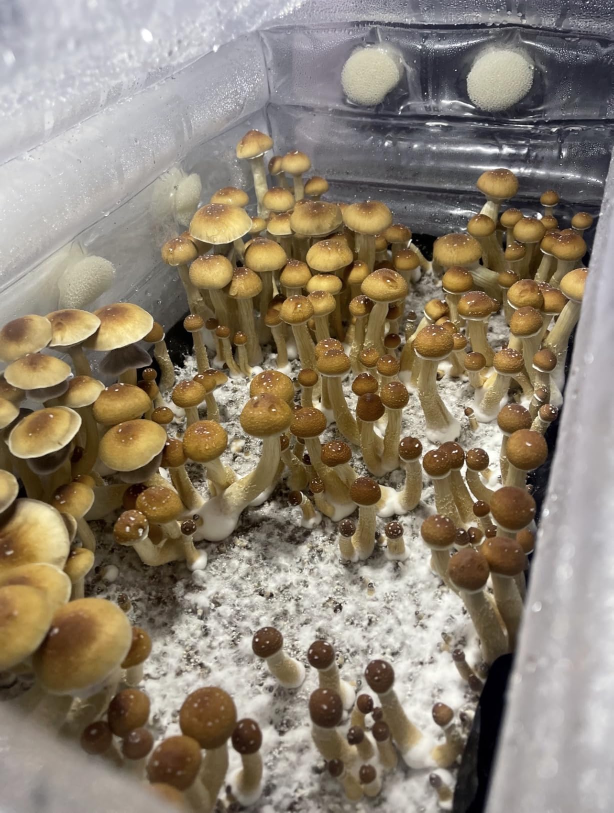 Boomer Shroomer Inflatable Monotub Kit, Mushroom Growing Kit Includes a Drain Port, Plugs & Filters, Removeable Liner [Patent No: US 11,871,706 B2] customer photo 1