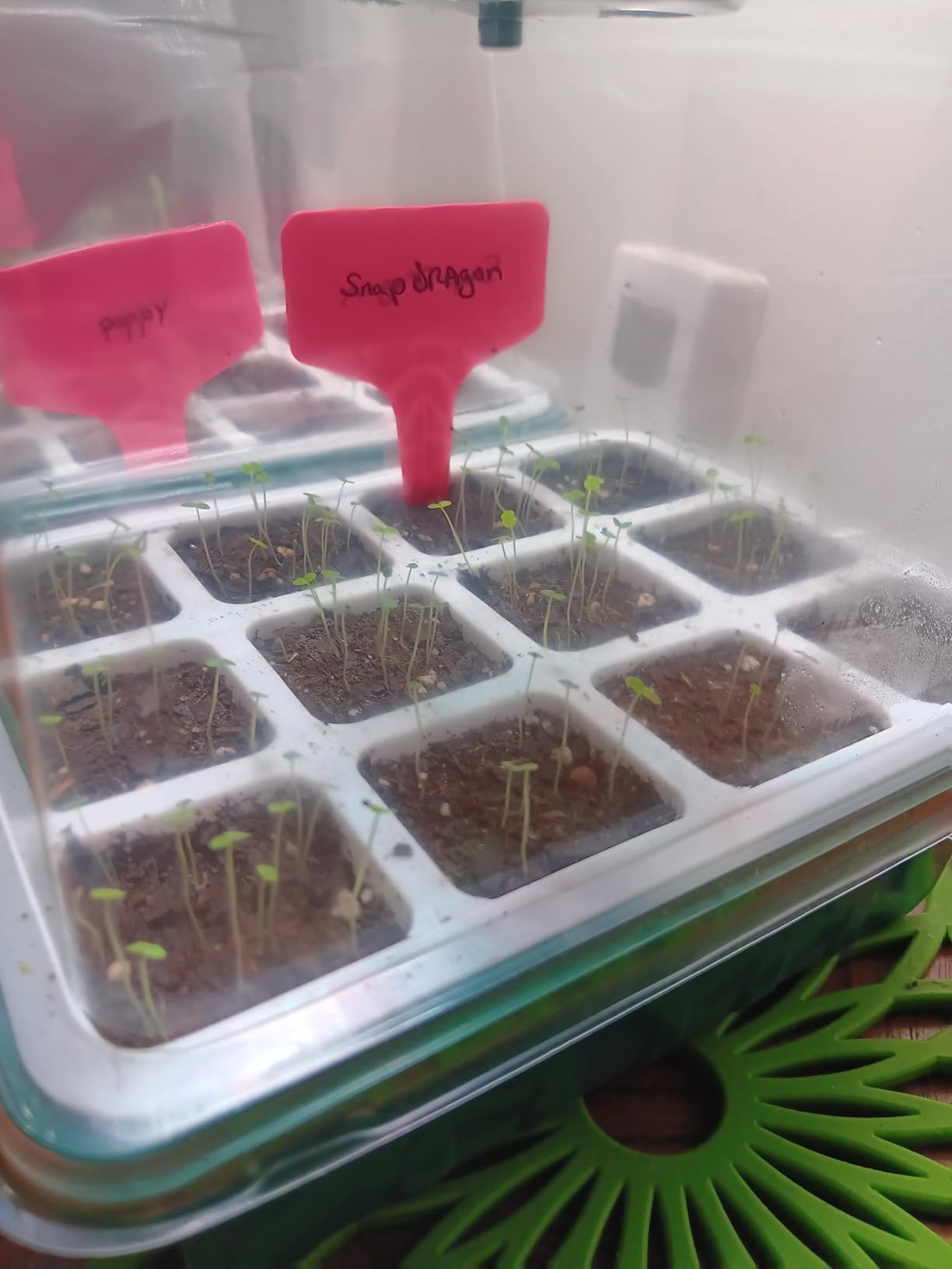 Seed Starter Tray, 48 Cells Indoor Seed Starter Kit, Flexible Silicone Designed Seedling Starter Trays, Germination Tray with Humidity Dome & Lids(4in Height), Reusable & Dishwasher Safe, BPA-FREE customer photo 2