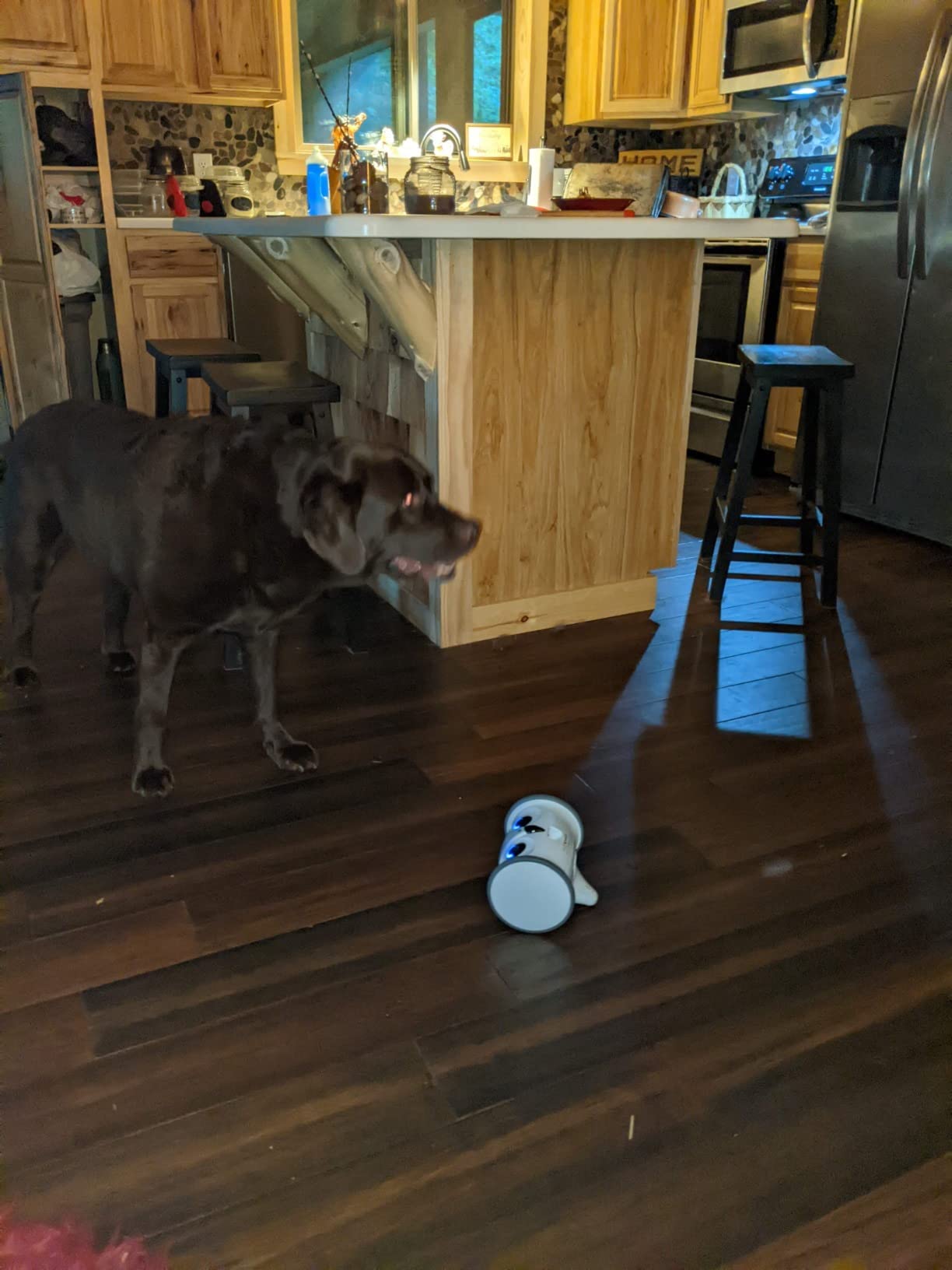 Owl Robot,Pet Camera Treat Dispenser Interactive Toy for Dogs Cats with Remote Phone App Control customer photo 2
