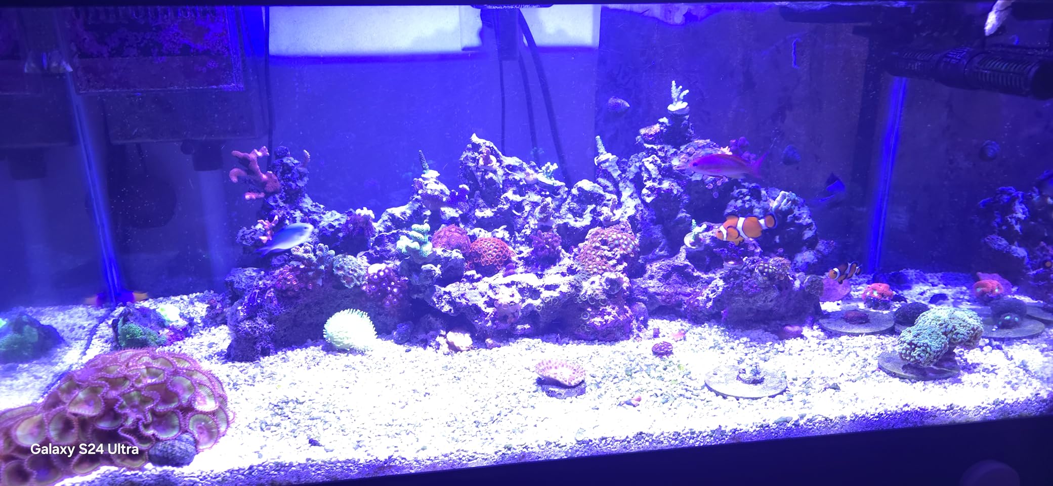 Aquarium Light - 60 Watts Reef Light High Penetration Wide Coverage Sunrise Sunset Moonlight Saltwater Lights for Coral with Master Slave Group Control & Timer & Screen customer photo 1