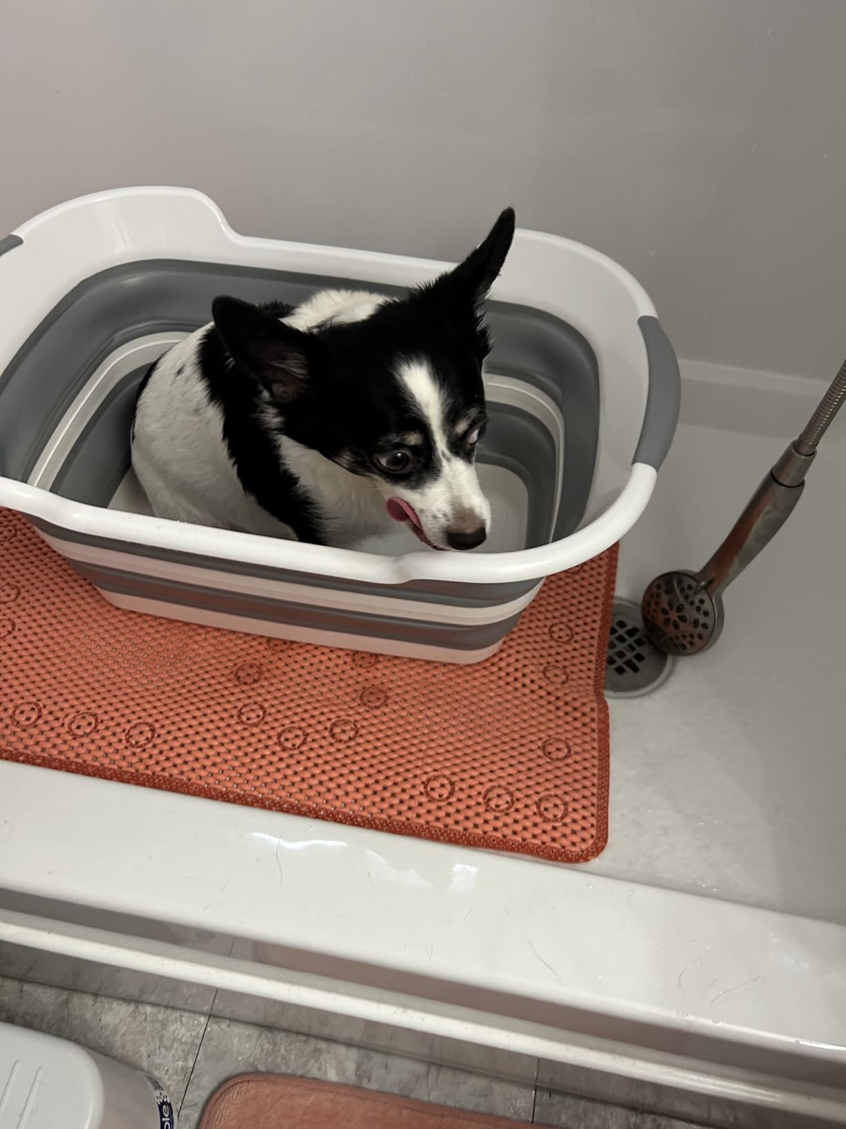 Collapsible Pet Bathtub with Water Drain Plug, Foldable Bathtub for Puppy Small Dogs Cats, Portable & Space Saving Design, BPA Free, Grey customer photo 1