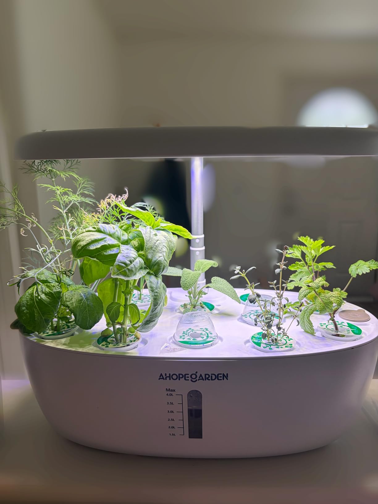Ahopegarden Indoor Garden Hydroponics Growing System: 12 Pods Plant Germination Kit Garden Kit Growth Lamp Countertop with LED Grow Light Hydrophonic Planter Grower Harvest Vegetable Lettuce customer photo 2