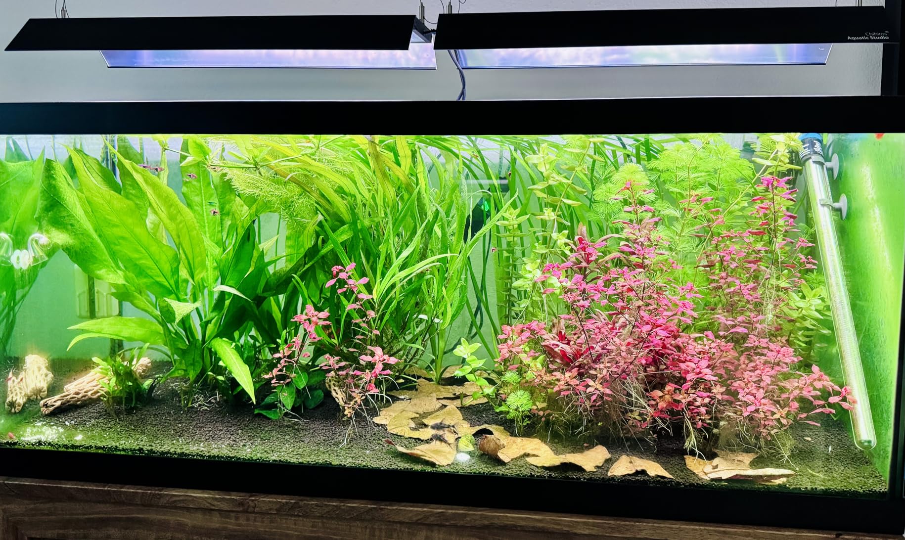 Chihiros Dosing Pump System - 4-Channel Automatic Aquarium Doser with Smart App Operation for Precision Nutrient Delivery, 4 Dosing Containers, Holder & Tubing for Reef Tank & Freshwater Setups customer photo 1