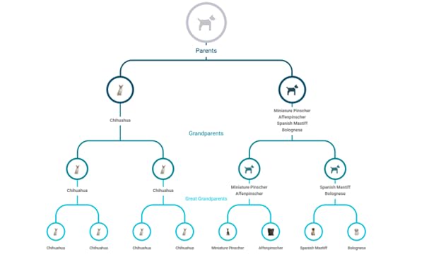 Koko Genetics - DNA Test for Dogs Starter - (Breeds and Traits Reports) - Updates at no cost customer photo 2