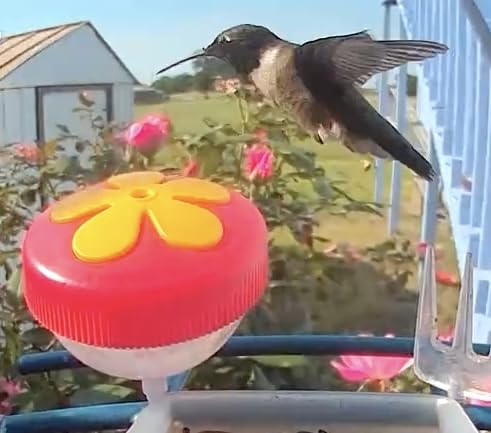 Bird Feeder with Camera Solar Powered : Smart Camera Bird Feeder 2K Live Feed Cam for Outdoor Backyard - AI Identify Auto Capture Videos Pictures, Gifts for Birdlover Mom Dad, 2.4GHz WiFi customer photo 2