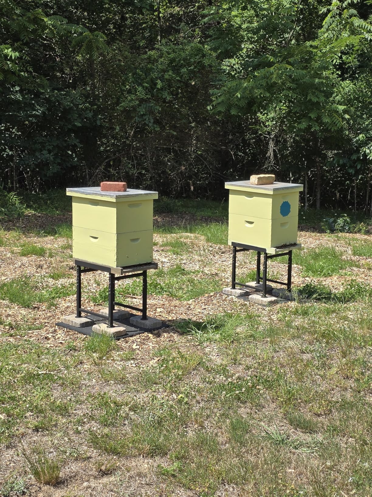 MayBee Adjustable Metal Bee Hive Stand, Adjustable Height(16.1