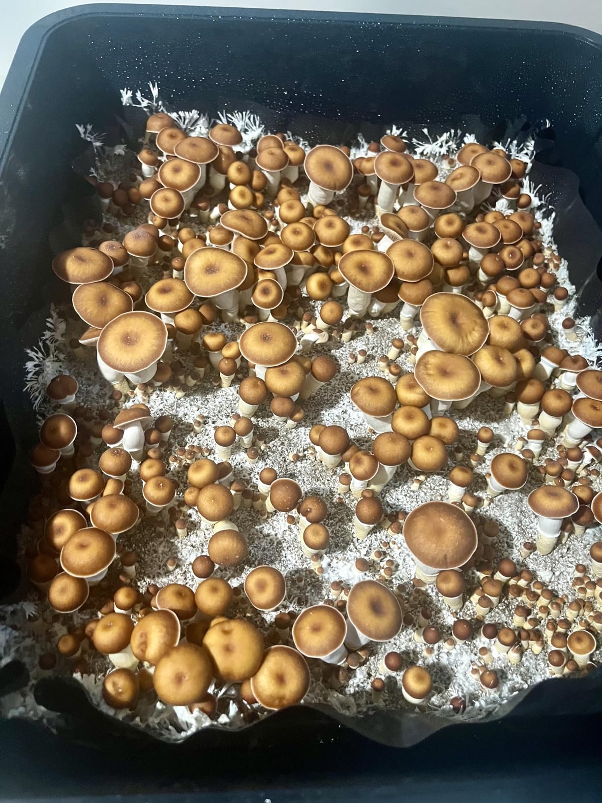Myco Labs Mushroom Monotub Grow Kit | Complete Mushroom Grow Kit | for Dung-Loving Mushrooms | Includes sterilized Grain Spawn Bag, Bulk Substrate, Vermiculite, Filters & More! Just add Spores customer photo 2