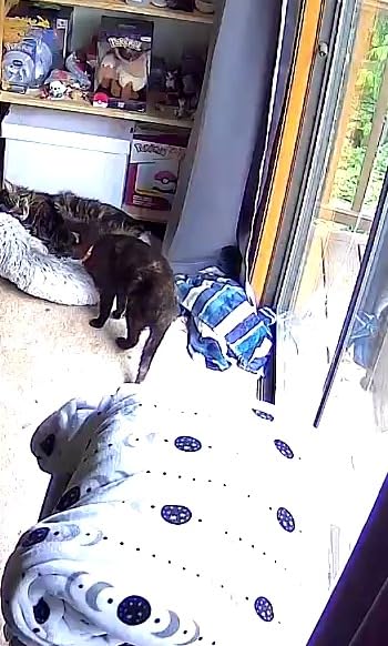 Petcube Bites 2 Lite + Extra Care Service with Smart Alerts [Paid in-App Subscription] | Interactive WiFi Pet Monitoring Camera with Phone App and Treat Dispenser, 1080p HD Video, Night Vision customer photo 1