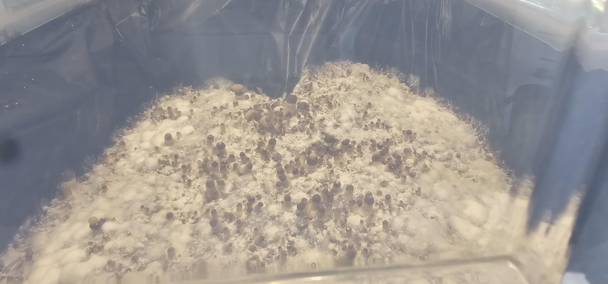 Myco Labs Grower's Select 66Q Large Mushroom Monotub Fruiting Chamber with Filter Disks and Liner customer photo 2
