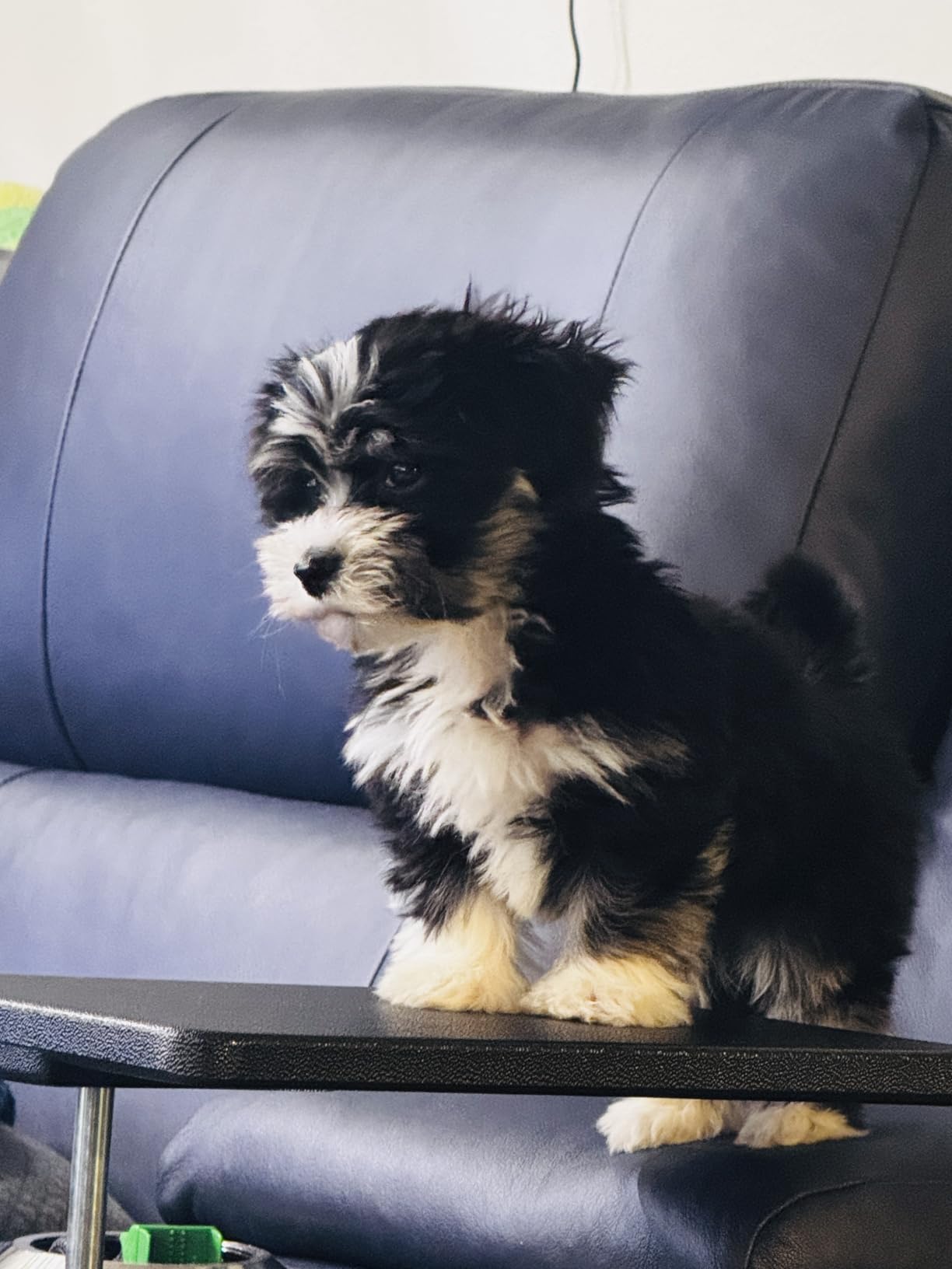 BISSELL Little Green Max Pet Portable Carpet and Upholstery Deep Cleaner, Car/Auto Detailer, with Self-Cleaning Tough Stain Tool and Pet Hair Removal Tool (3860) customer photo 1