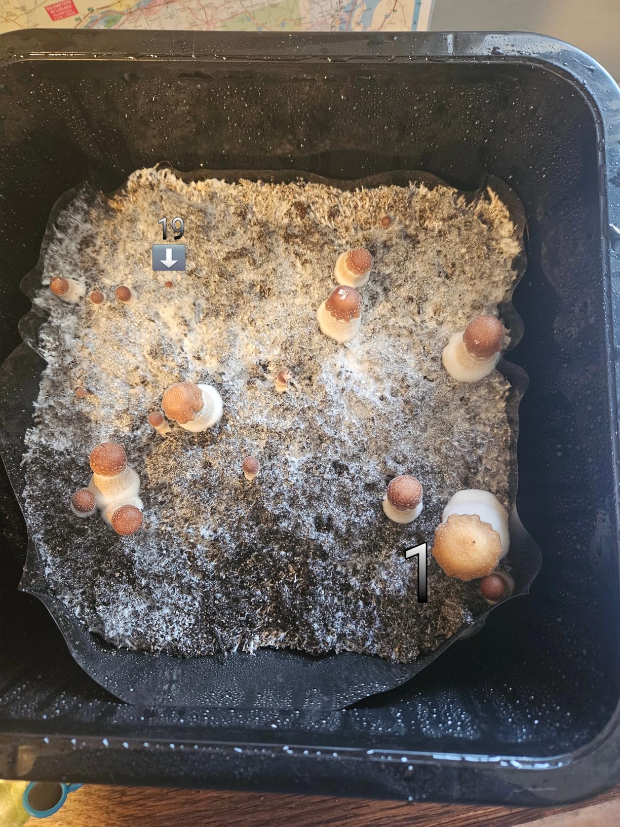 Grower's Select 28Q Cube Mushroom Monotub Fruiting Chambers with Filter Disks and Liners (2 Pack) customer photo 1
