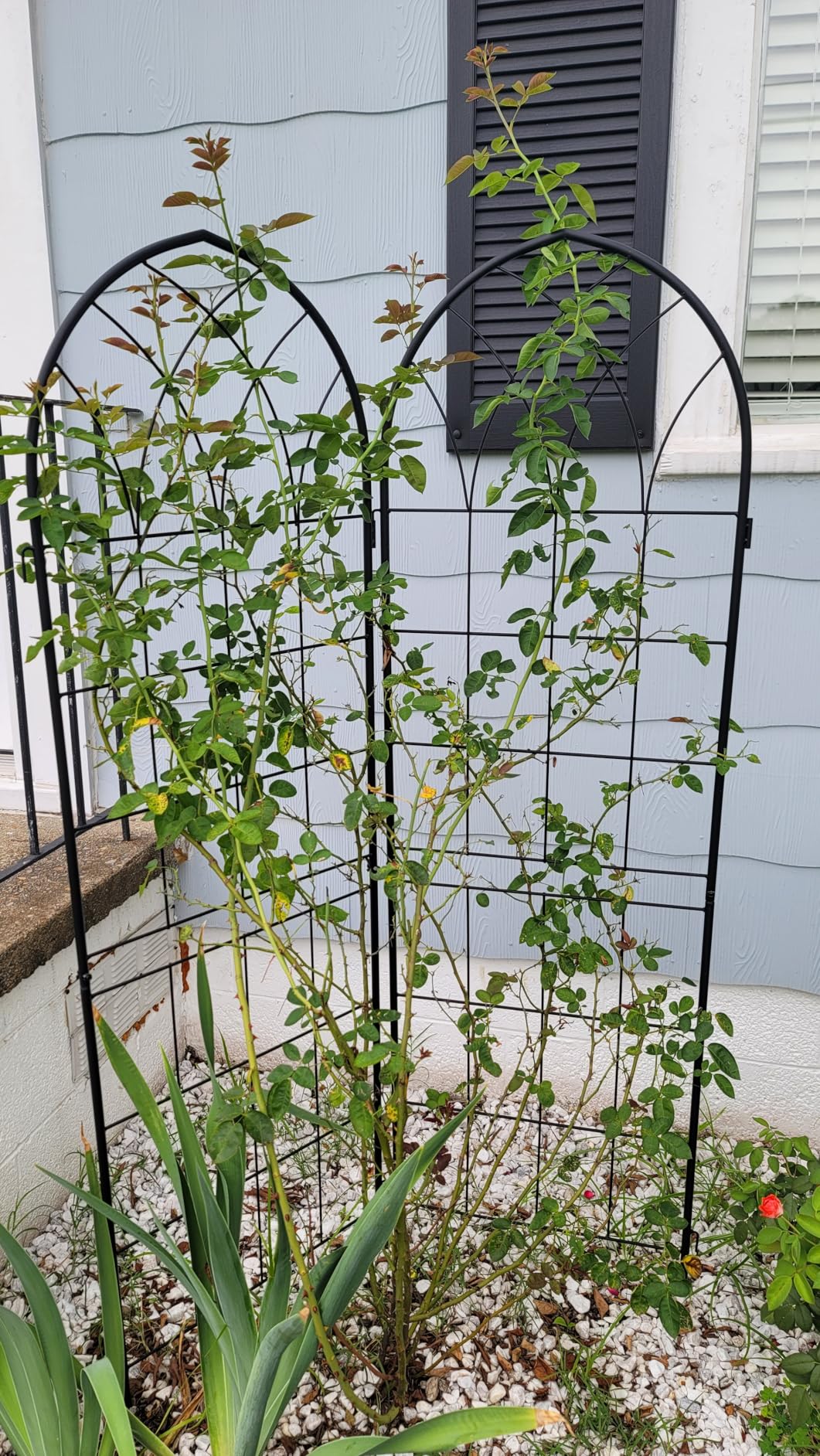 LZRS 4 Pack 71x20in Rustic Iron Arch Decoration Garden Trellis with Black Metal Coating - Perfect for Supporting Climbing Plants Outdoor, Roses, Vines, Flowers, and Vegetables. customer photo 2