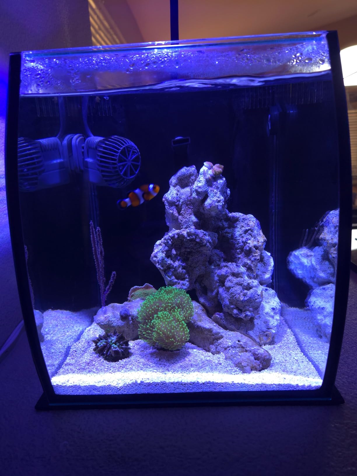 Aquatop 8.6 Gallon Bow Front Glass Aquarium Kit with Filter and LED Lighting - All in One Desktop Fish Tank, Ideal for Freshwater and Saltwater, BFK-08 customer photo 2