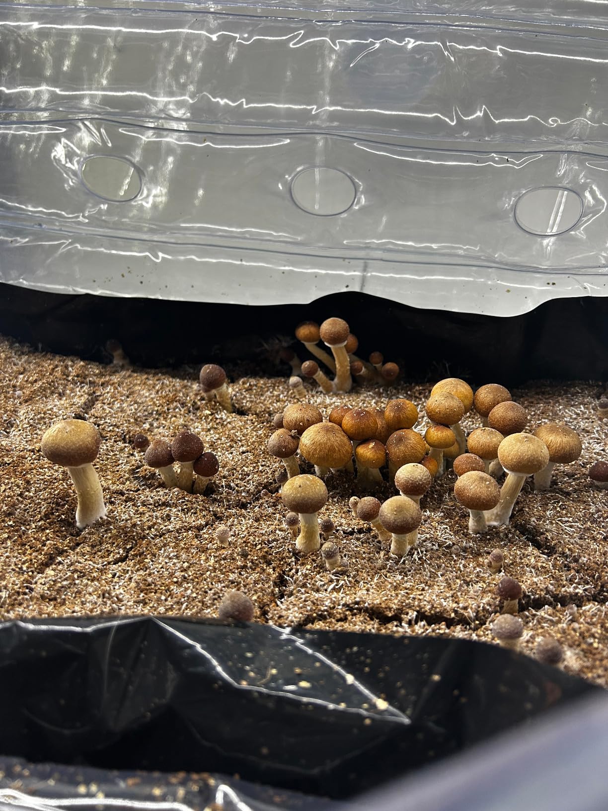 Boomer Shroomer Inflatable Monotub, Bulk & Spawn Bag Bundle customer photo 1