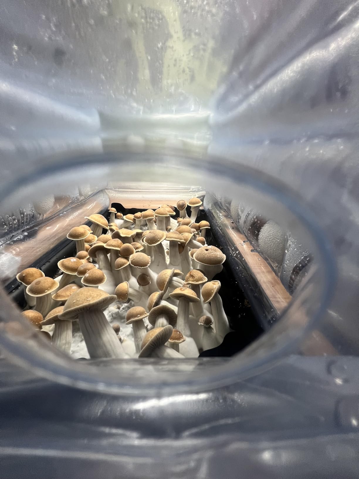 Boomer Shroomer Inflatable Monotub, Bulk & Spawn Bag Bundle customer photo 2