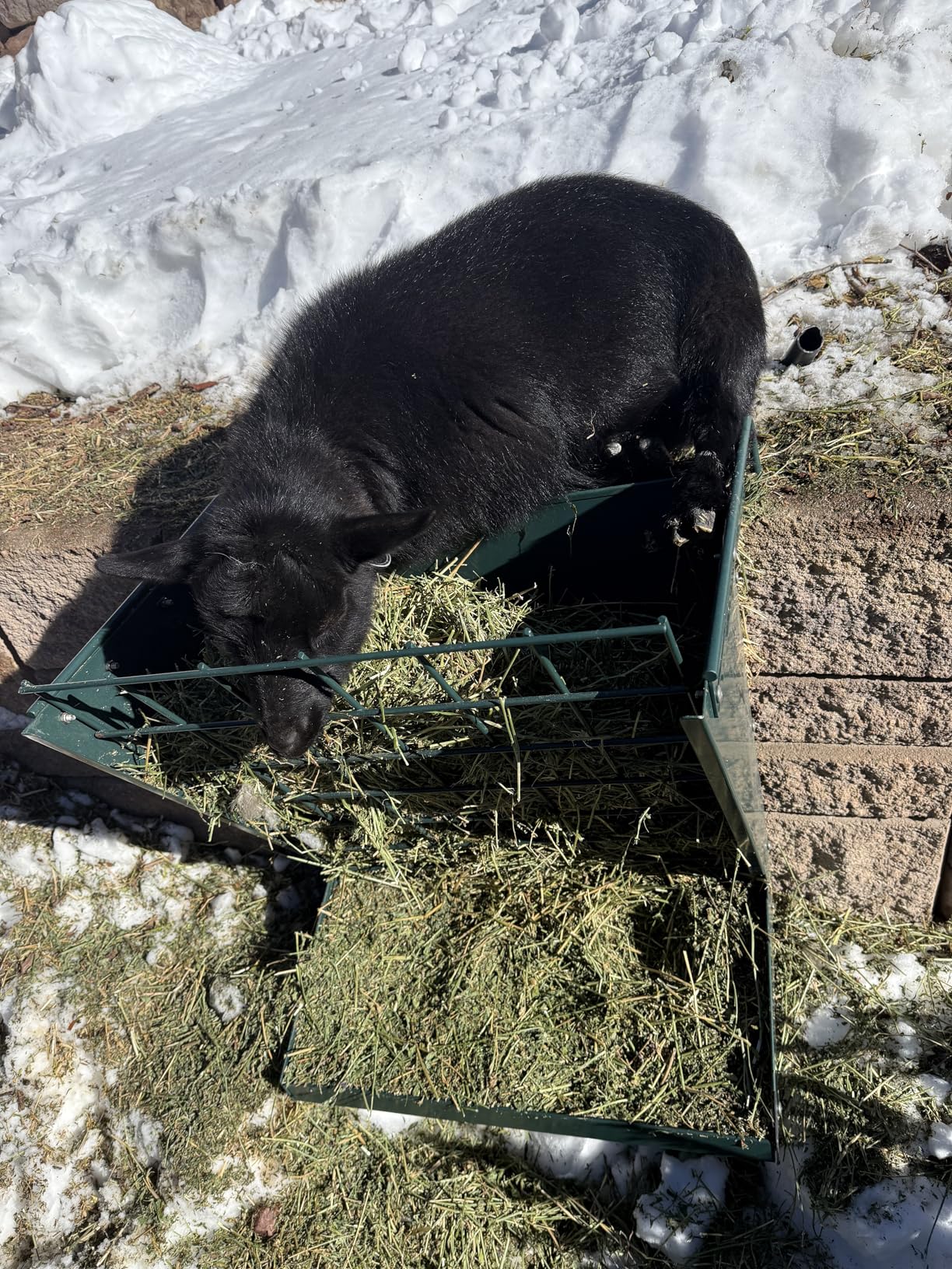 Wall Mount Hay Rack, Heavy-Duty Galvanized Metal 2 in 1 Hay and Grain Feeder, Livestock Feeder with Adjustable Distance, Hay Feeder for Goats, Sheep, Horse customer photo 1
