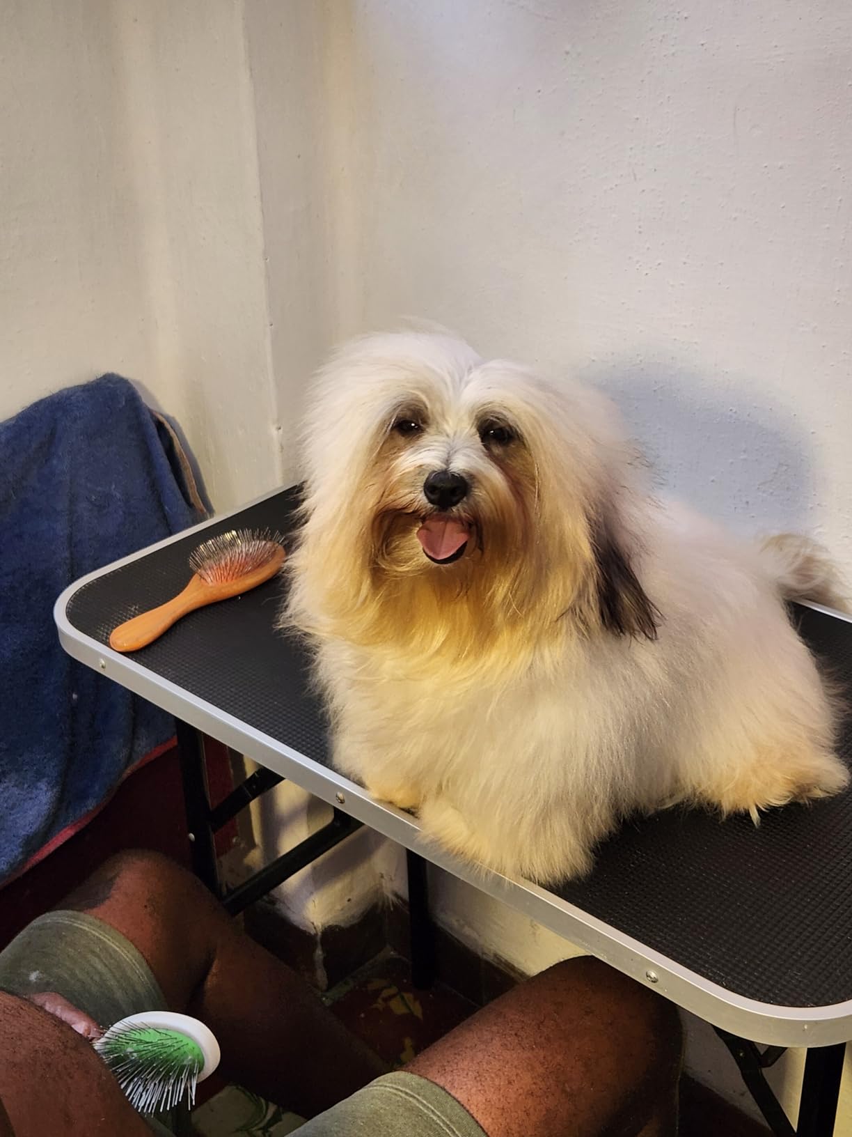 Dog Dryer,High Velocity Professional Dog Grooming Dryer,Adjustable Temperature and Speed with 4 Different Nozzles customer photo 1