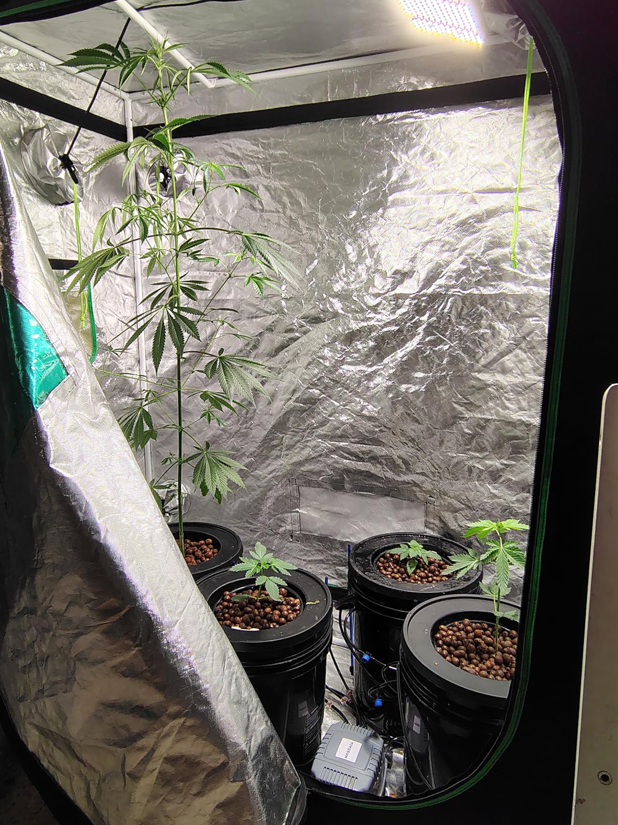 VIVOSUN DWC Hydroponics Grow System with Top Drip Kit, 5-Gallon Deep Water Culture, Recirculating Drip Garden System with Multi-Purpose Air Hose, Air Pump, and Air Stone (2 Buckets + Top Drip Kit) customer photo 2