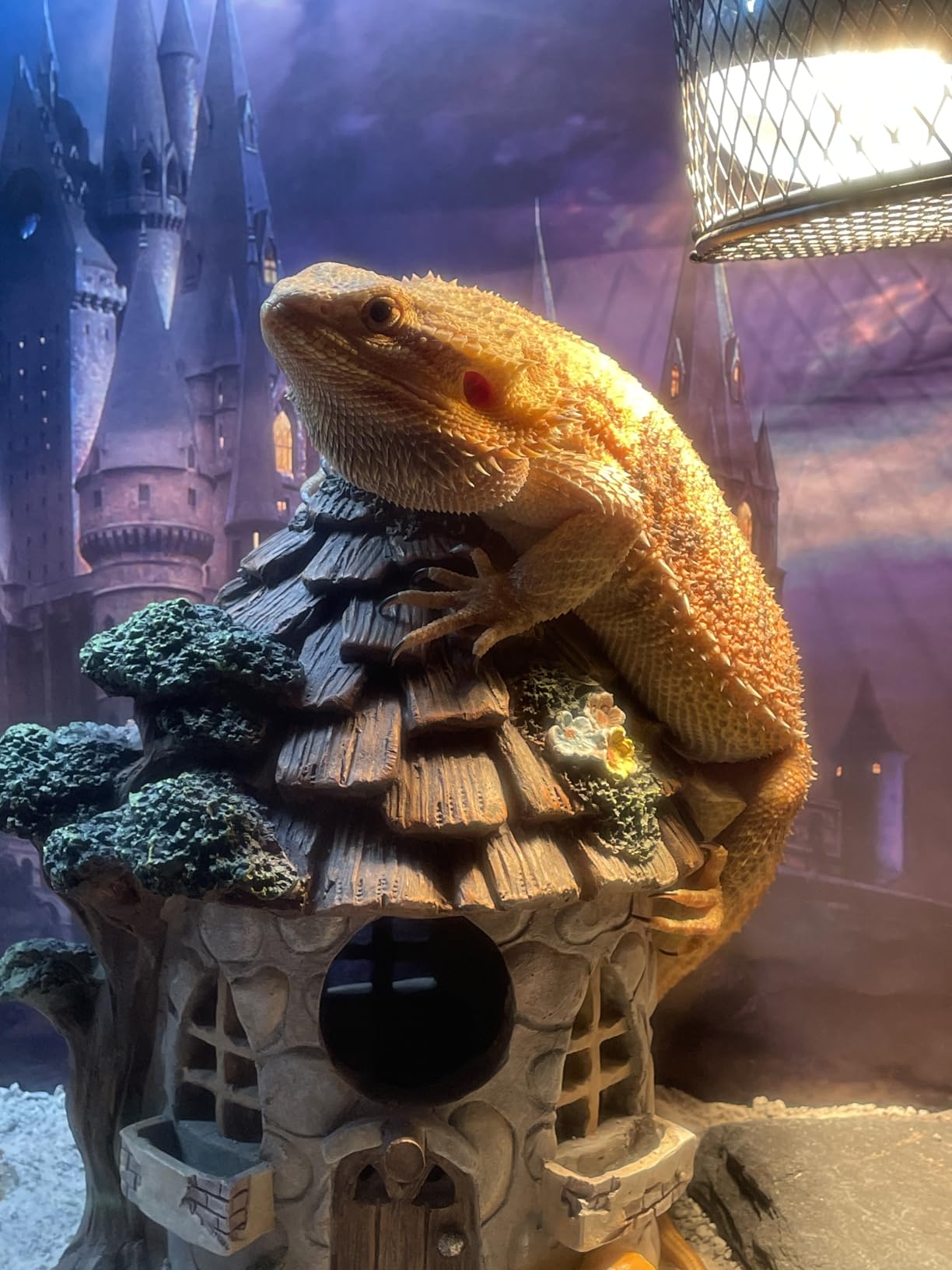 REPTITRIP 16-Inch LED UVB Reptile Light with Auto On/Off & Preset Day-Night Cycle Dimming, 4 UVI Modes Fixture Controller, 14W Aluminum UVA UVB Lamp for Bearded Dragons, Turtles & Snakes, 6500K customer photo 1