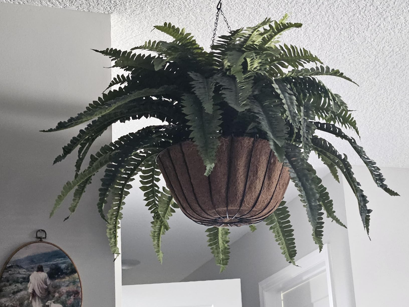 FOREST PRINCE 35