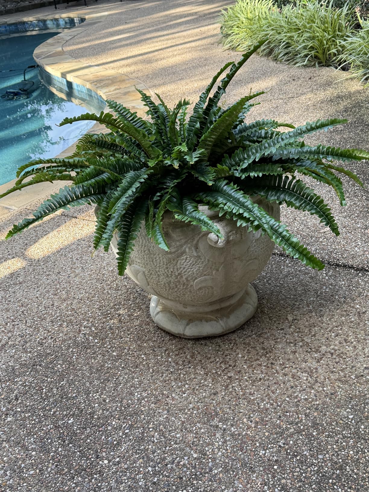 Dkaltm Single Silky Artificial Boston Fern Bush, 49Inch Large Artificial Ferns for Outdoors, Large Faux Ferns Artificial Plants,Suitable for Decorating Office, Living Room Faux Greenery,95Branches customer photo 1